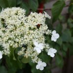 Hortenzia popínavá (Hydrangea anomala petiolaris) - výška 40-60 cm, kont. C3L